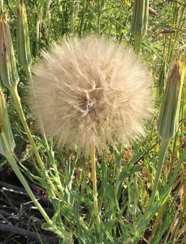 Giant Dandelion clock, C.Spain.